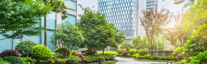 Commercial Tree Services